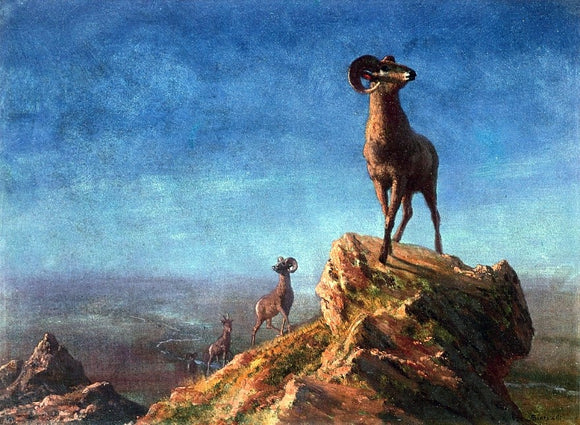  Albert Bierstadt Rocky Mountain Big Horns - Art Print