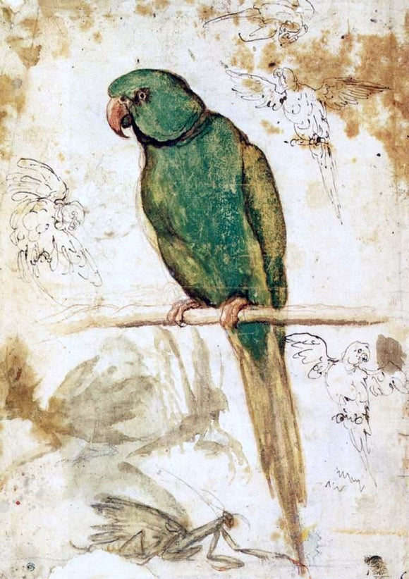  Giovanni Da Udine Study of a Parrot - Art Print