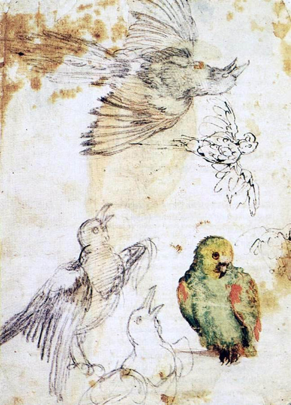  Giovanni Da Udine Study of a Parrot and Other Birds - Art Print