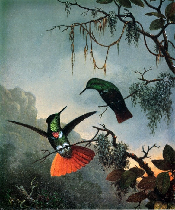  Martin Johnson Heade Two Hummingbirds - Art Print