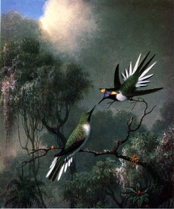  Martin Johnson Heade Two Hummingbirds ("Sun Gems", Heliactin Cormuta) - Art Print