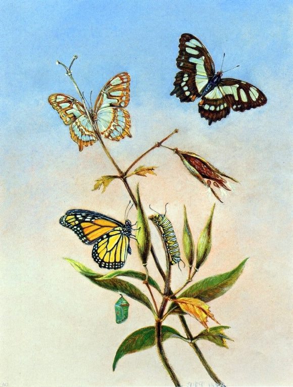  II Titian Ramsey Peale Butterflies - Art Print