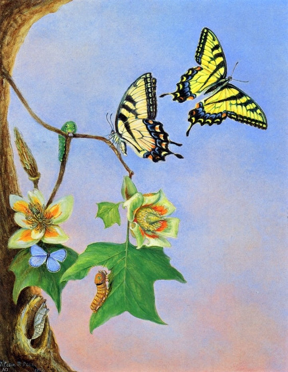  II Titian Ramsey Peale Butterflies (also known as Papilio Turnus) - Art Print