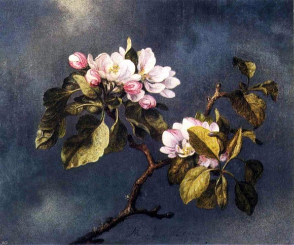  Martin Johnson Heade Apple Blossoms - Art Print