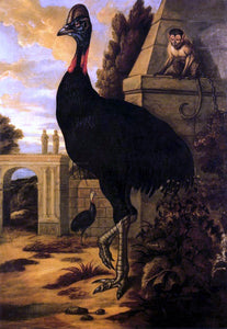  Francis Barlow A Cassowary - Art Print