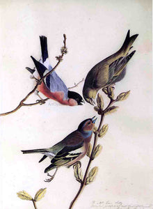  John James Audubon A Chaffinch, Bullfinch and Greenfinch on a Branch of Budding Chestnuts - Art Print
