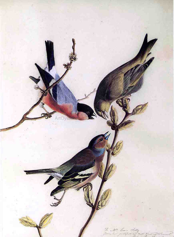  John James Audubon A Chaffinch, Bullfinch and Greenfinch on a Branch of Budding Chestnuts - Art Print