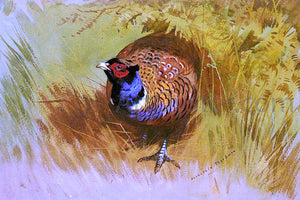  Archibald Thorburn A Cock Pheasant - Art Print