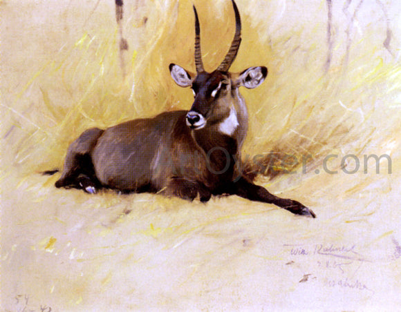  Wilhelm Kuhnert A Common Waterbuck - Art Print