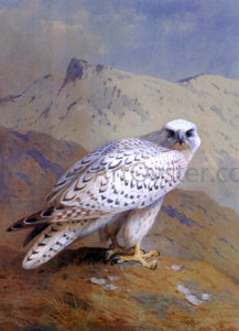  Archibald Thorburn A Greenland, or Gyr Falcon - Art Print