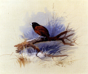  Archibald Thorburn A Nepalese Black-Headed Nun in the Branch of a Tree - Art Print