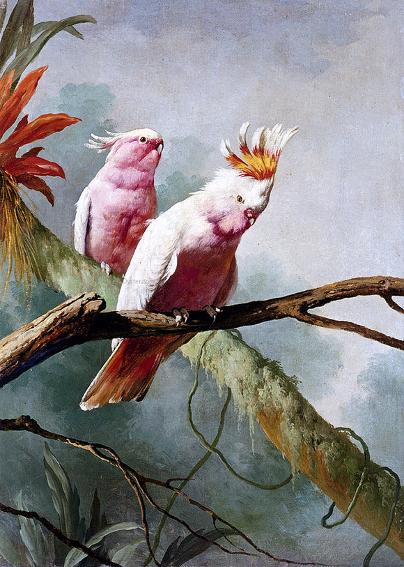  Jacques Barraban A Pair Of Leadbeaters Cockatoos - Art Print