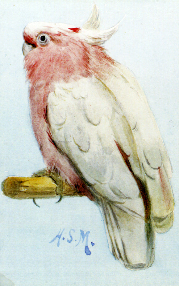  Henry Stacy Marks A Pair Of Leadbetter Cockatoos - Art Print