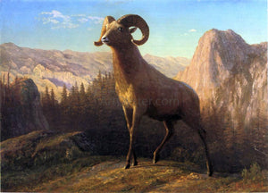  Albert Bierstadt A Rocky Mountain Sheep, Ovis, Montana - Art Print