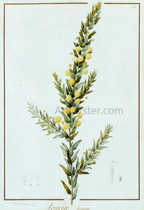  Pierre-Joseph Redoute Acacia Armata - Art Print