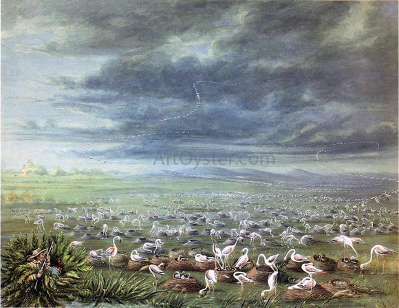  George Catlin Ambush for Flamingos in South America - Art Print