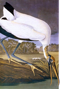  John James Audubon American Stork - Art Print