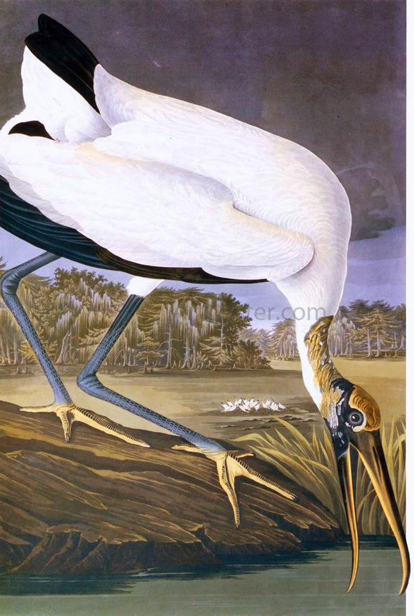  John James Audubon American Stork - Art Print