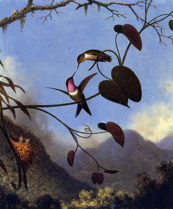  Martin Johnson Heade Amethyst Woodstar - Art Print