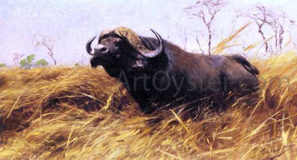  Wilhelm Kuhnert An African Buffalo - Art Print