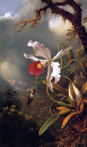  Martin Johnson Heade An Amethyst Hummingbird with a White Orchid - Art Print