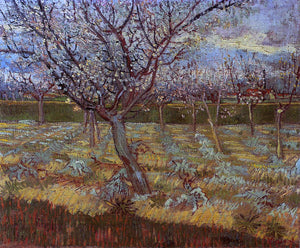 Vincent Van Gogh Apricot Tree in Bloom - Art Print