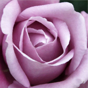  Our Original Collection Beautiful Purple Rose - Art Print