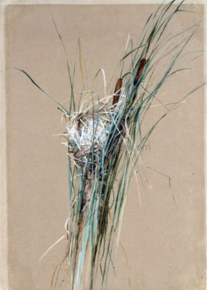  Fidelia Bridges Bird's Nest in Cattails - Art Print