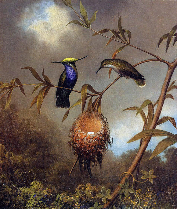  Martin Johnson Heade Black-Breasted Plovercrest - Art Print