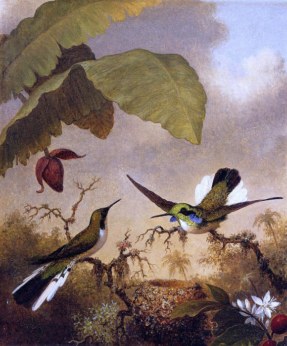  Martin Johnson Heade Black-Eared Fairy - Art Print