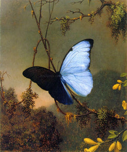  Martin Johnson Heade Blue Morpho Butterfly - Art Print