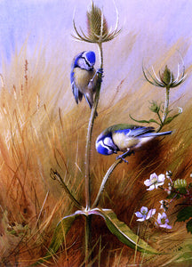  Archibald Thorburn Bluetits On A Teasel - Art Print