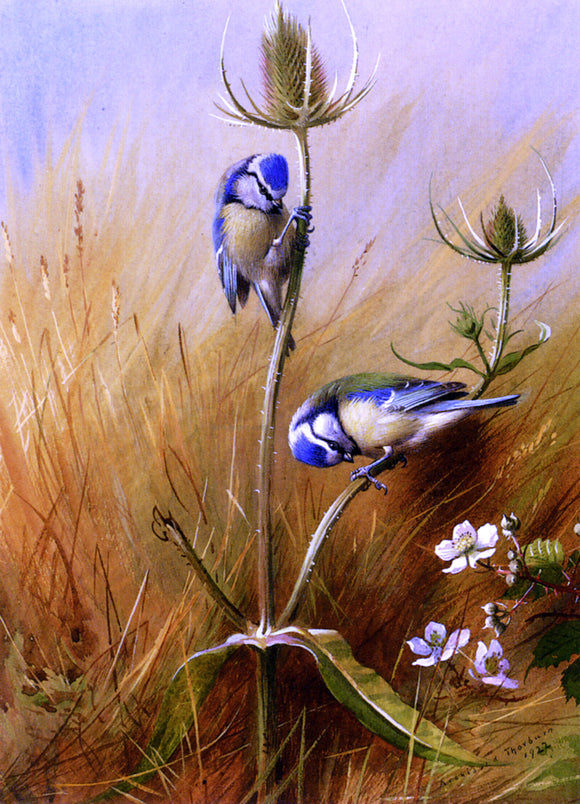  Archibald Thorburn Bluetits On A Teasel - Art Print