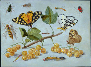  Jan Van I Kessel Butterflies and Insects - Art Print