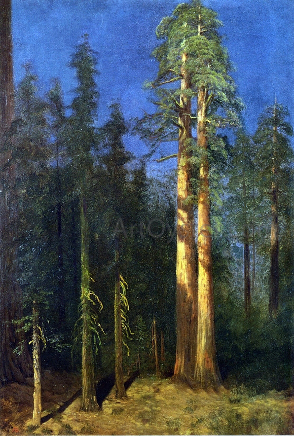  Albert Bierstadt California Redwoods - Art Print