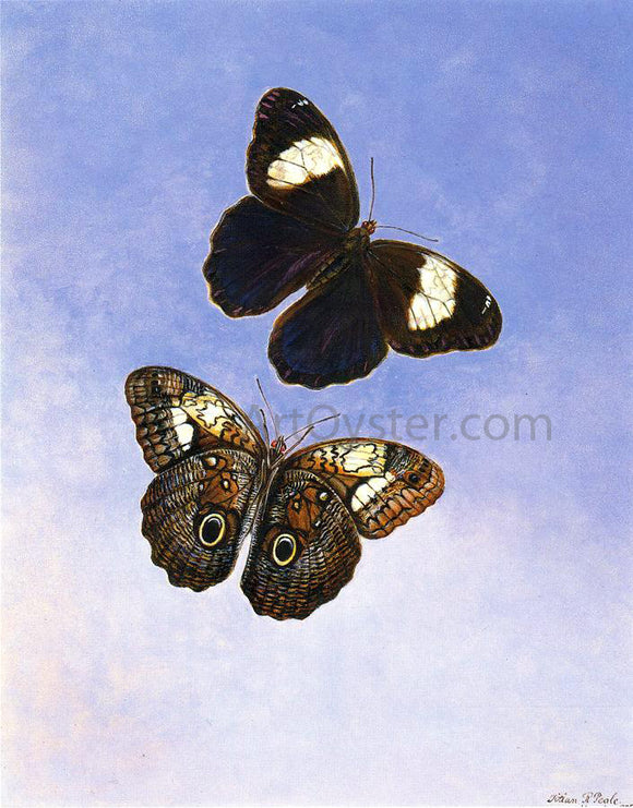  II Titian Ramsey Peale Caligo Martia (Butterflies) - Art Print