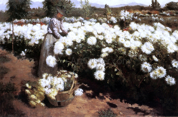  Fannie Eliza Duvall Chrysanthemum Garden in Southern California - Art Print