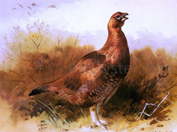  Archibald Thorburn Cock Grouse - Art Print