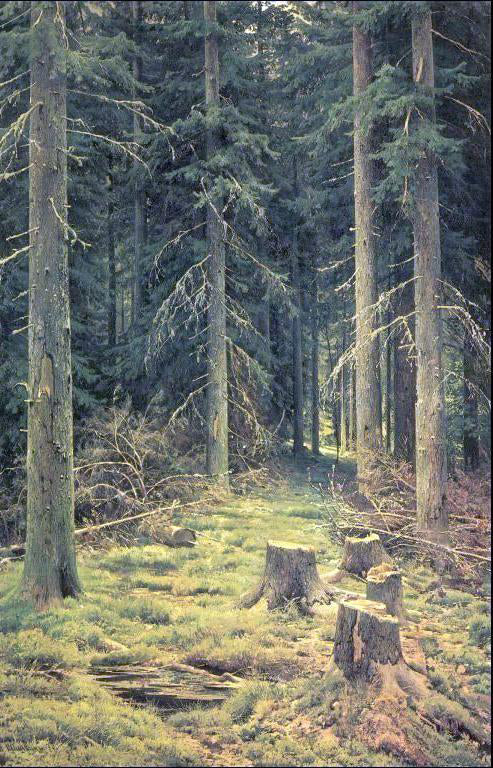  Ivan Ivanovich Shishkin Coniferous Forest - Art Print