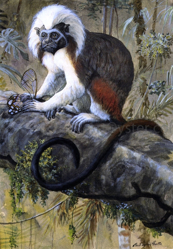  Louis Agassiz Fuertes Cotton-Topped Tamarin - Art Print