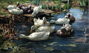 Alexander Koester Ducks in a Quiet Pool - Art Print