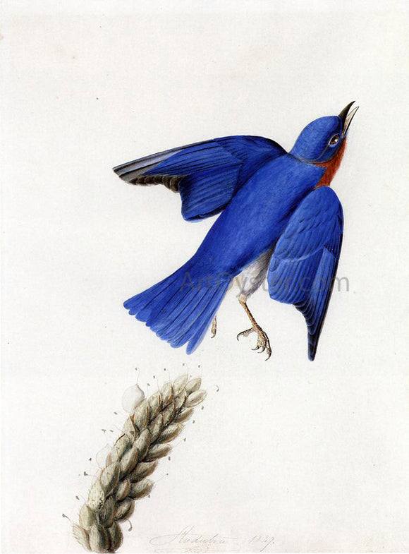  John James Audubon Eastern Bluebird - Art Print