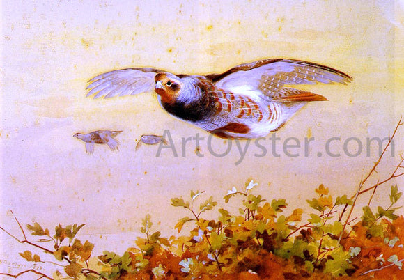  Archibald Thorburn English Partridge In Flight - Art Print