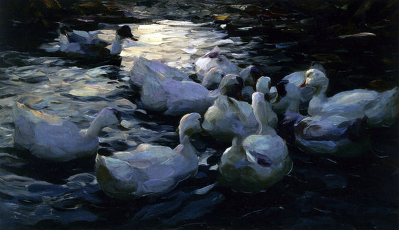  Alexander Koester Enten Im Wasser - Art Print