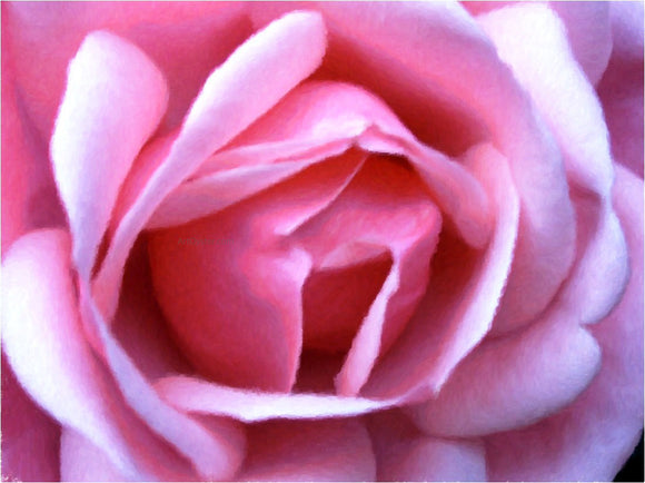  Our Original Collection Exquisite Pink Rose - Art Print