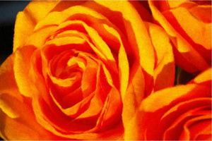  Our Original Collection Fabulous Orange Rose - Art Print