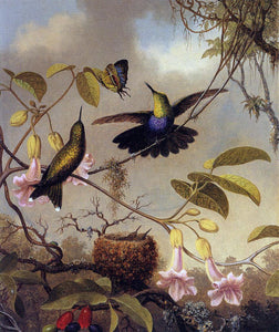  Martin Johnson Heade Fort-Tailed Woodnymph - Art Print