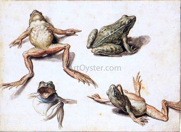  Jacob De II Gheyn Four Studies of Frogs - Art Print
