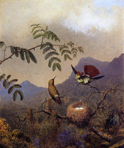  Martin Johnson Heade Frilled Coquette - Art Print