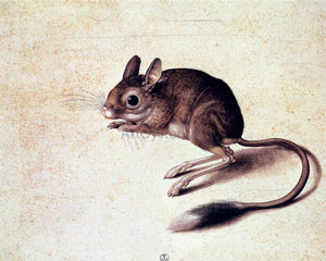  Jacopo Ligozzi Gerbil - Art Print